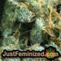 Goudas Grass Auto by Vision Seeds THC CBD Close Up Trichomes Potency Yield Indica Sativa Strain Pic Images