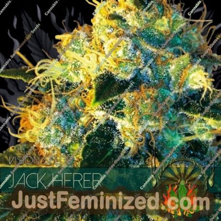 Jack Herer by Vision Seeds Cannabis Seeds For Sale at Just Feminized