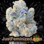 Jack Herer by Vision Seeds Buds Weed Ganja Skunk Pot Reefer Dope Herb Pics Images