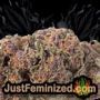 Jack Herer by Vision Seeds Buds Weed Ganja Skunk Pot Reefer Dope Herb Pics Images
