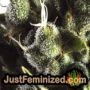 Jack Herer by Vision Seeds THC CBD Close Up Trichomes Potency Yield Indica Sativa Strain Pic Images