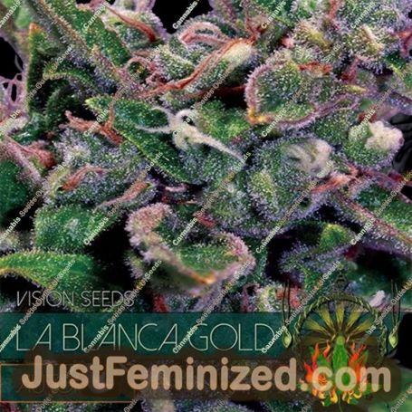 La Blanca Gold Auto by Vision Seeds Cannabis Seeds For Sale at Just Feminized
