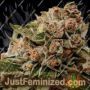 Lambs Breath x AK-49 by Vision Seeds Cannabis Seeds For Sale at Just Feminized