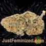 Lambs Breath x AK-49 by Vision Seeds Buds Weed Ganja Skunk Pot Reefer Dope Herb Pics Images