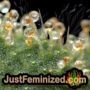 Lambs Breath x AK-49 by Vision Seeds THC CBD Close Up Trichomes Potency Yield Indica Sativa Strain Pic Images