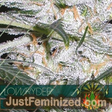 Lowryder Auto by Vision Seeds Cannabis Seeds For Sale at Just Feminized