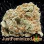 Lowryder Auto by Vision Seeds Buds Weed Ganja Skunk Pot Reefer Dope Herb Pics Images