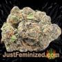 Lowryder Auto by Vision Seeds Buds Weed Ganja Skunk Pot Reefer Dope Herb Pics Images