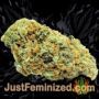 Lowryder Auto by Vision Seeds Buds Weed Ganja Skunk Pot Reefer Dope Herb Pics Images