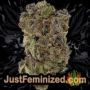 Lowryder Auto by Vision Seeds Buds Weed Ganja Skunk Pot Reefer Dope Herb Pics Images