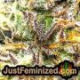 Lowryder Auto by Vision Seeds THC CBD Close Up Trichomes Potency Yield Indica Sativa Strain Pic Images