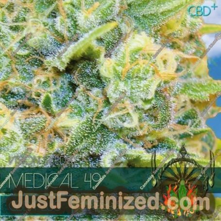 Medical 49 by Vision Seeds Cannabis Seeds For Sale at Just Feminized