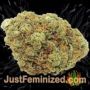 Medical 49 by Vision Seeds Buds Weed Ganja Skunk Pot Reefer Dope Herb Pics Images
