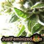 Medical 49 by Vision Seeds THC CBD Close Up Trichomes Potency Yield Indica Sativa Strain Pic Images