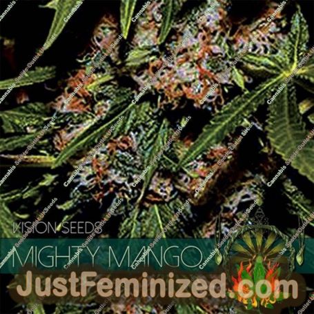 Mighty Mango Bud by Vision Seeds Cannabis Seeds For Sale at Just Feminized