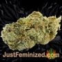 Mighty Mango Bud by Vision Seeds Buds Weed Ganja Skunk Pot Reefer Dope Herb Pics Images