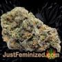 Mighty Mango Bud by Vision Seeds Buds Weed Ganja Skunk Pot Reefer Dope Herb Pics Images