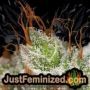 Mighty Mango Bud by Vision Seeds THC CBD Close Up Trichomes Potency Yield Indica Sativa Strain Pic Images