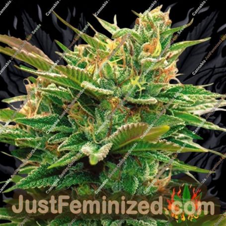 Nicole x OG by Vision Seeds Cannabis Seeds For Sale at Just Feminized
