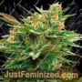 Nicole x OG by Vision Seeds Cannabis Seeds For Sale at Just Feminized