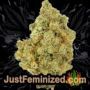 Nicole x OG by Vision Seeds Buds Weed Ganja Skunk Pot Reefer Dope Herb Pics Images