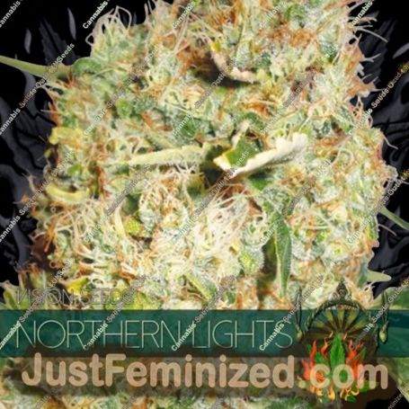 Northern Lights by Vision Seeds Cannabis Seeds For Sale at Just Feminized