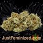 Northern Lights by Vision Seeds Buds Weed Ganja Skunk Pot Reefer Dope Herb Pics Images
