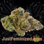 Northern Lights by Vision Seeds Buds Weed Ganja Skunk Pot Reefer Dope Herb Pics Images