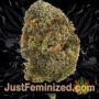 Northern Lights by Vision Seeds Buds Weed Ganja Skunk Pot Reefer Dope Herb Pics Images