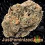 Northern Lights by Vision Seeds Buds Weed Ganja Skunk Pot Reefer Dope Herb Pics Images