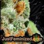 Northern Lights by Vision Seeds THC CBD Close Up Trichomes Potency Yield Indica Sativa Strain Pic Images