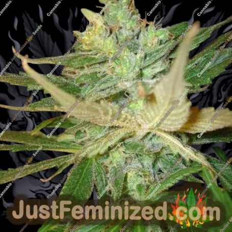 Strawberry Cough by BC Bud Depot Cannabis Seeds For Sale at Just Feminized
