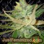 Strawberry Cough by BC Bud Depot Cannabis Seeds For Sale at Just Feminized