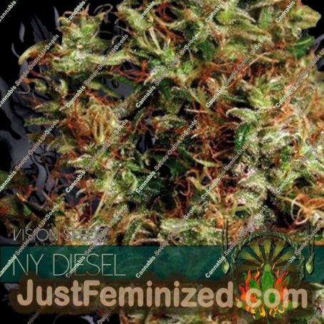 NY Diesel by Vision Seeds Cannabis Seeds For Sale at Just Feminized