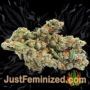 NY Diesel by Vision Seeds Buds Weed Ganja Skunk Pot Reefer Dope Herb Pics Images