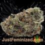 NY Diesel by Vision Seeds Buds Weed Ganja Skunk Pot Reefer Dope Herb Pics Images