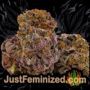 NY Diesel by Vision Seeds Buds Weed Ganja Skunk Pot Reefer Dope Herb Pics Images