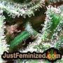 NY Diesel by Vision Seeds THC CBD Close Up Trichomes Potency Yield Indica Sativa Strain Pic Images