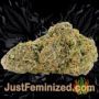Pure Gelato by Vision Seeds Buds Weed Ganja Skunk Pot Reefer Dope Herb Pics Images