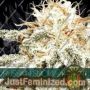 Russian Snow by Vision Seeds Cannabis Seeds For Sale at Just Feminized