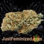 Russian Snow by Vision Seeds Buds Weed Ganja Skunk Pot Reefer Dope Herb Pics Images