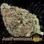 Russian Snow by Vision Seeds Buds Weed Ganja Skunk Pot Reefer Dope Herb Pics Images
