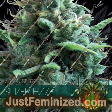 Silver Haze by Vision Seeds Cannabis Seeds For Sale at Just Feminized