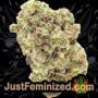 Silver Haze by Vision Seeds Buds Weed Ganja Skunk Pot Reefer Dope Herb Pics Images