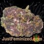Silver Haze by Vision Seeds Buds Weed Ganja Skunk Pot Reefer Dope Herb Pics Images