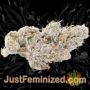 Silver Haze by Vision Seeds Buds Weed Ganja Skunk Pot Reefer Dope Herb Pics Images