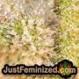 Silver Haze by Vision Seeds THC CBD Close Up Trichomes Potency Yield Indica Sativa Strain Pic Images