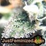 Silver Haze by Vision Seeds THC CBD Close Up Trichomes Potency Yield Indica Sativa Strain Pic Images
