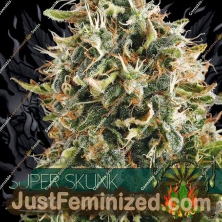 Super Skunk by Vision Seeds Cannabis Seeds For Sale at Just Feminized