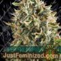 Super Skunk by Vision Seeds Cannabis Seeds For Sale at Just Feminized